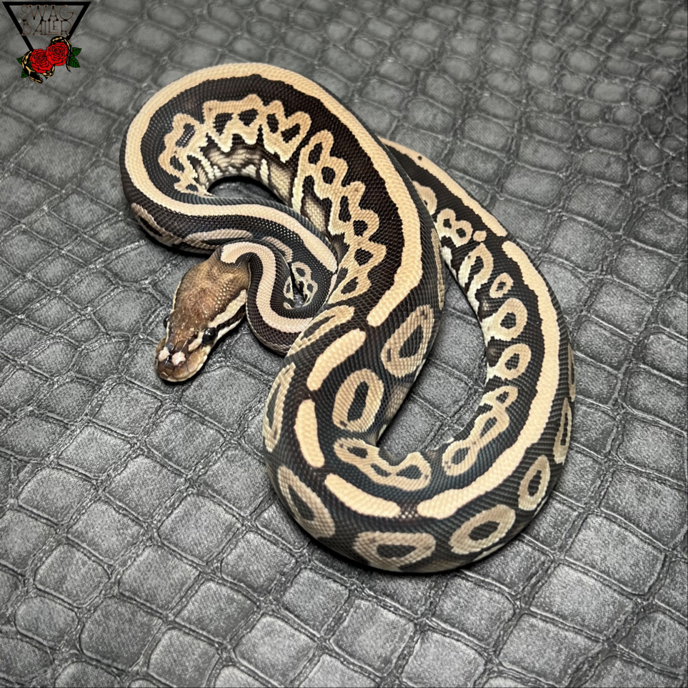 RA グラベル hetトフィー ♀ ︎︎