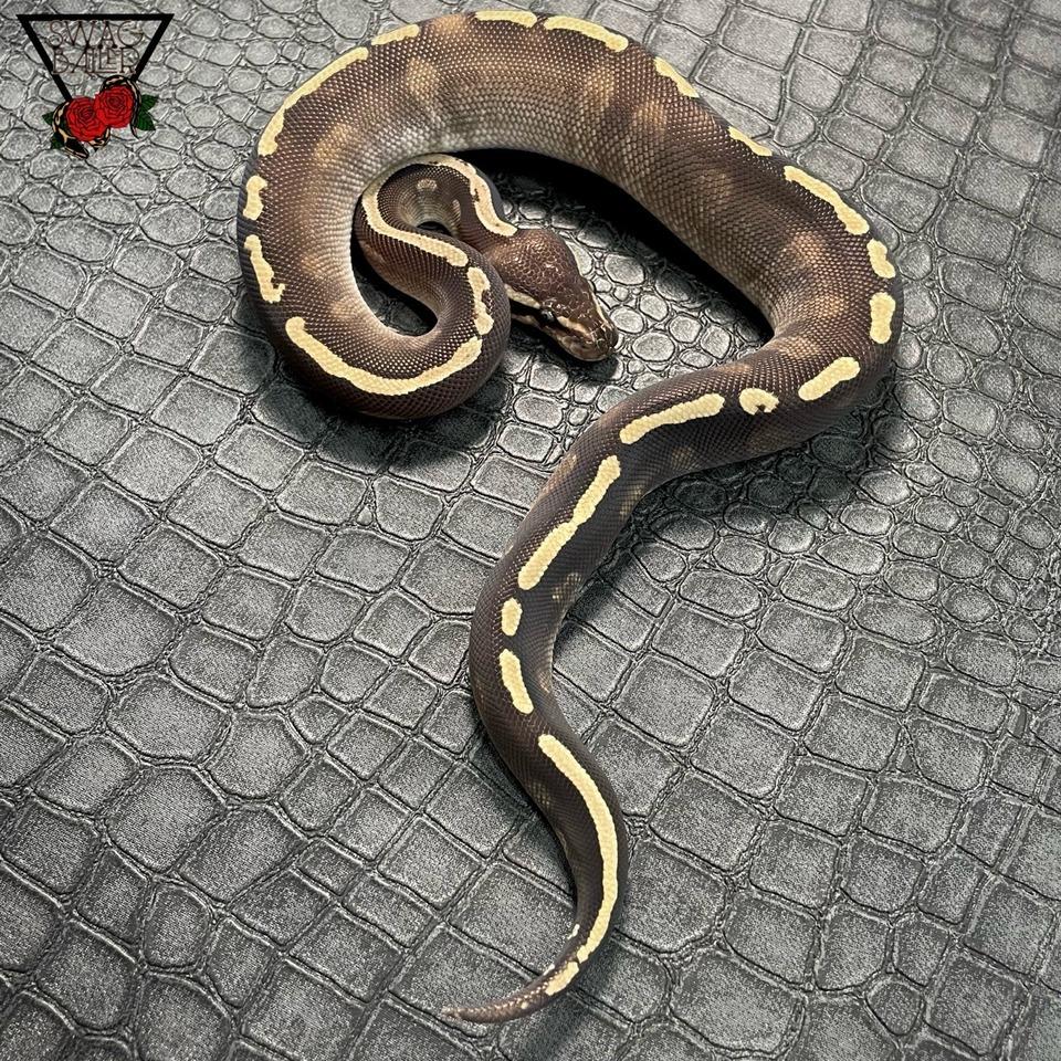 GHIモハベ♂