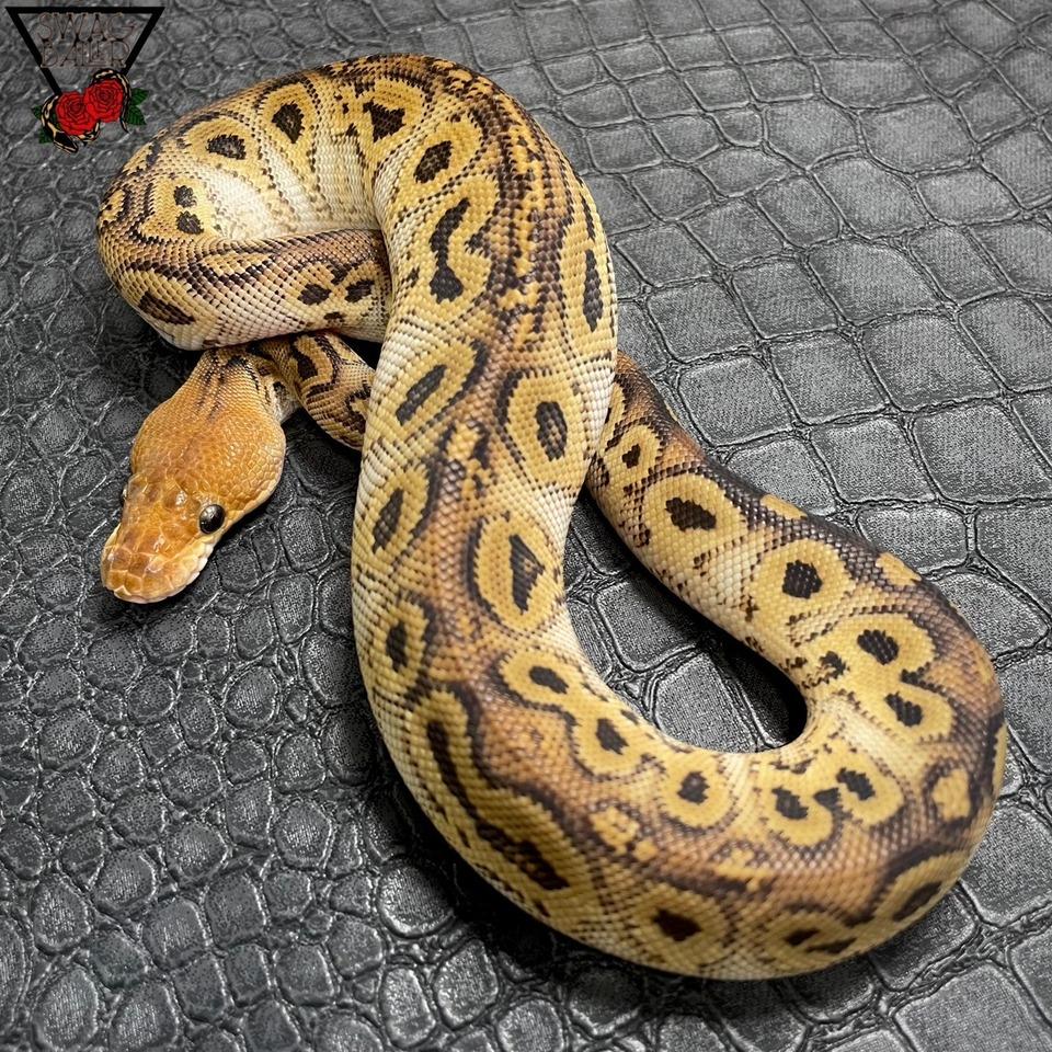 ボンゴ クラウン ♀