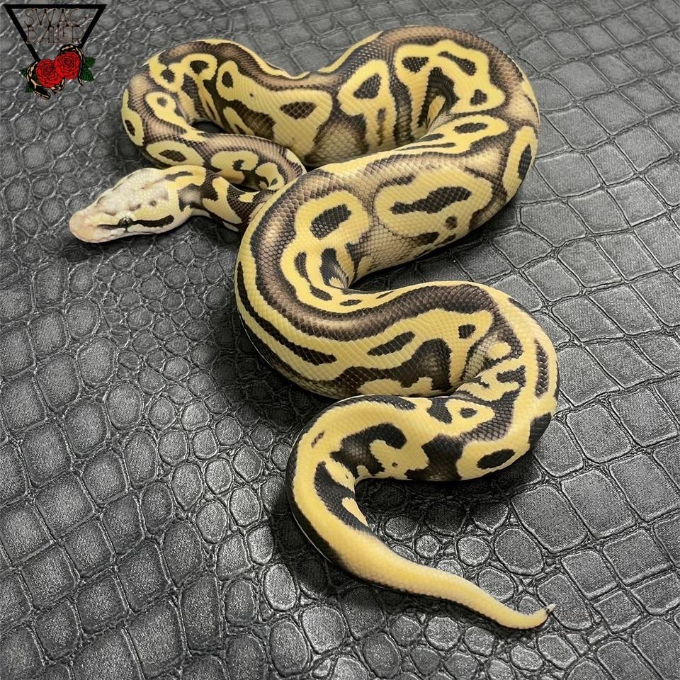 パステル レオパード YB DG hetクリプティック♂