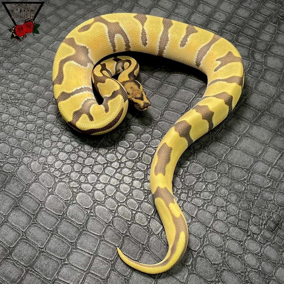 OD エンチ DG hetパイ♀