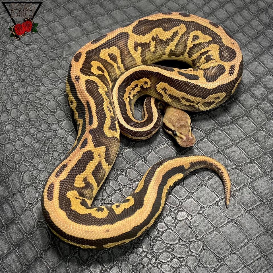 レオパード シナモン ファイア マーベル 50％hetパイ♀