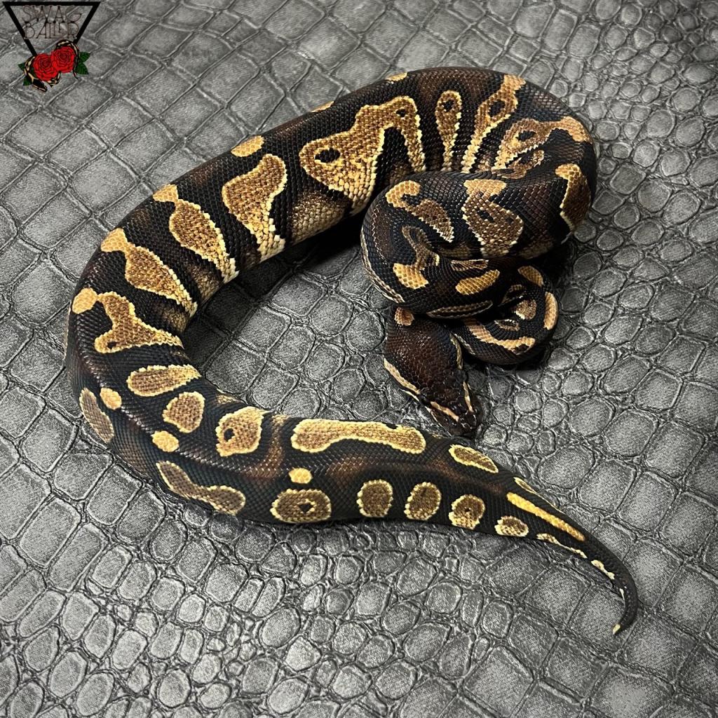 BHhetクラウン♂