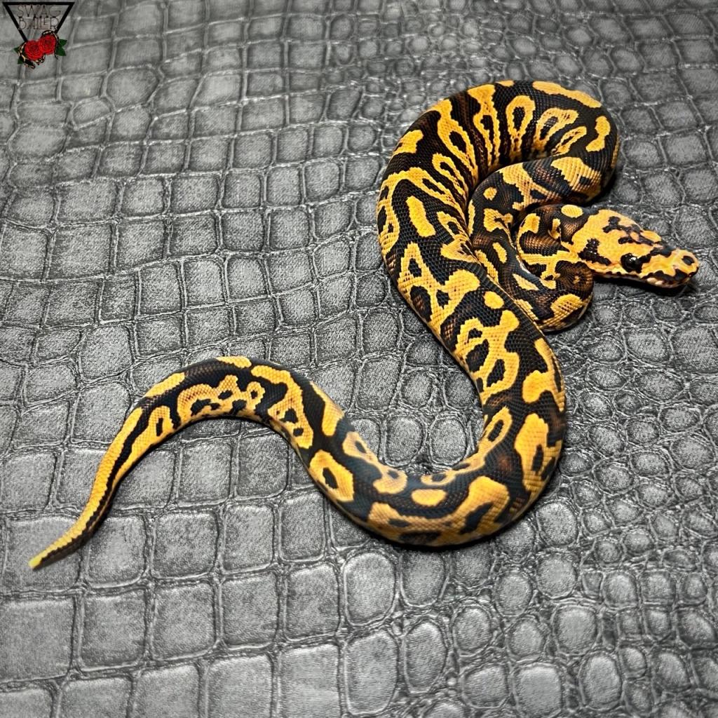 🌹コンフュージョン SN YB クラウン♂