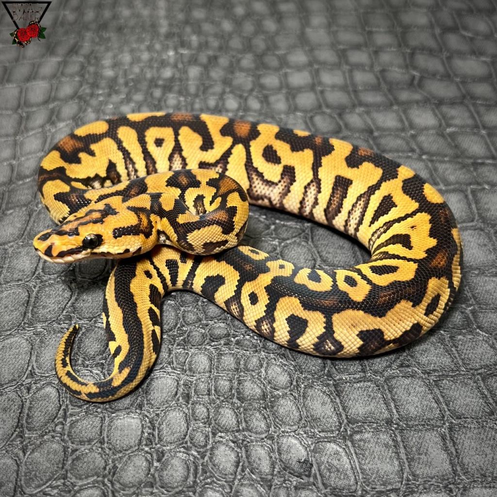 🌹SNRSクラウン♀