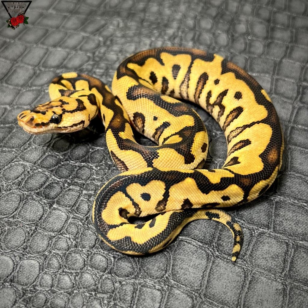 🌹SNYBクラウン♀