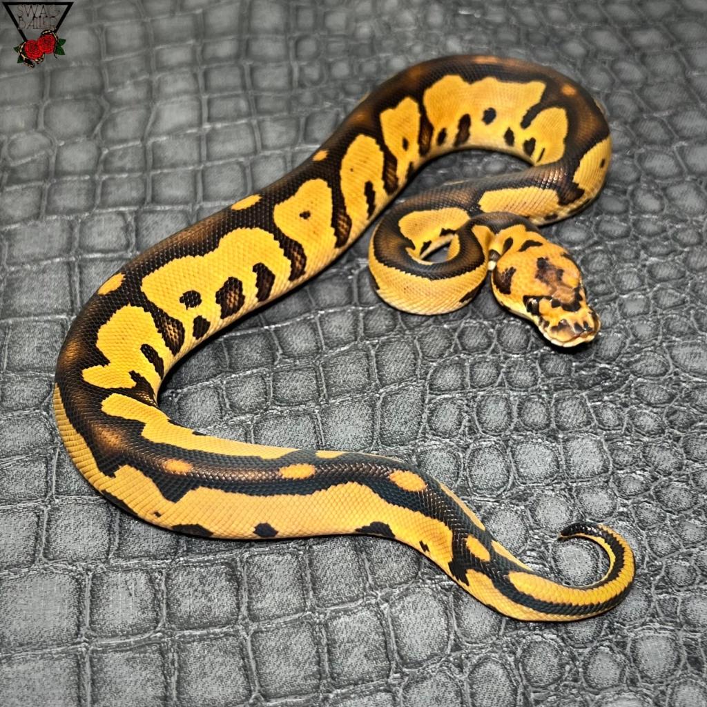 🌹レオパードRSクラウン♂