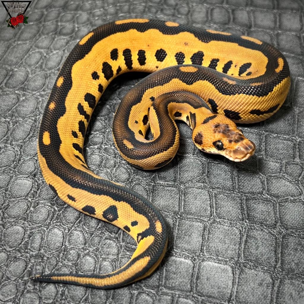 🌹レオパードYBクラウン♂