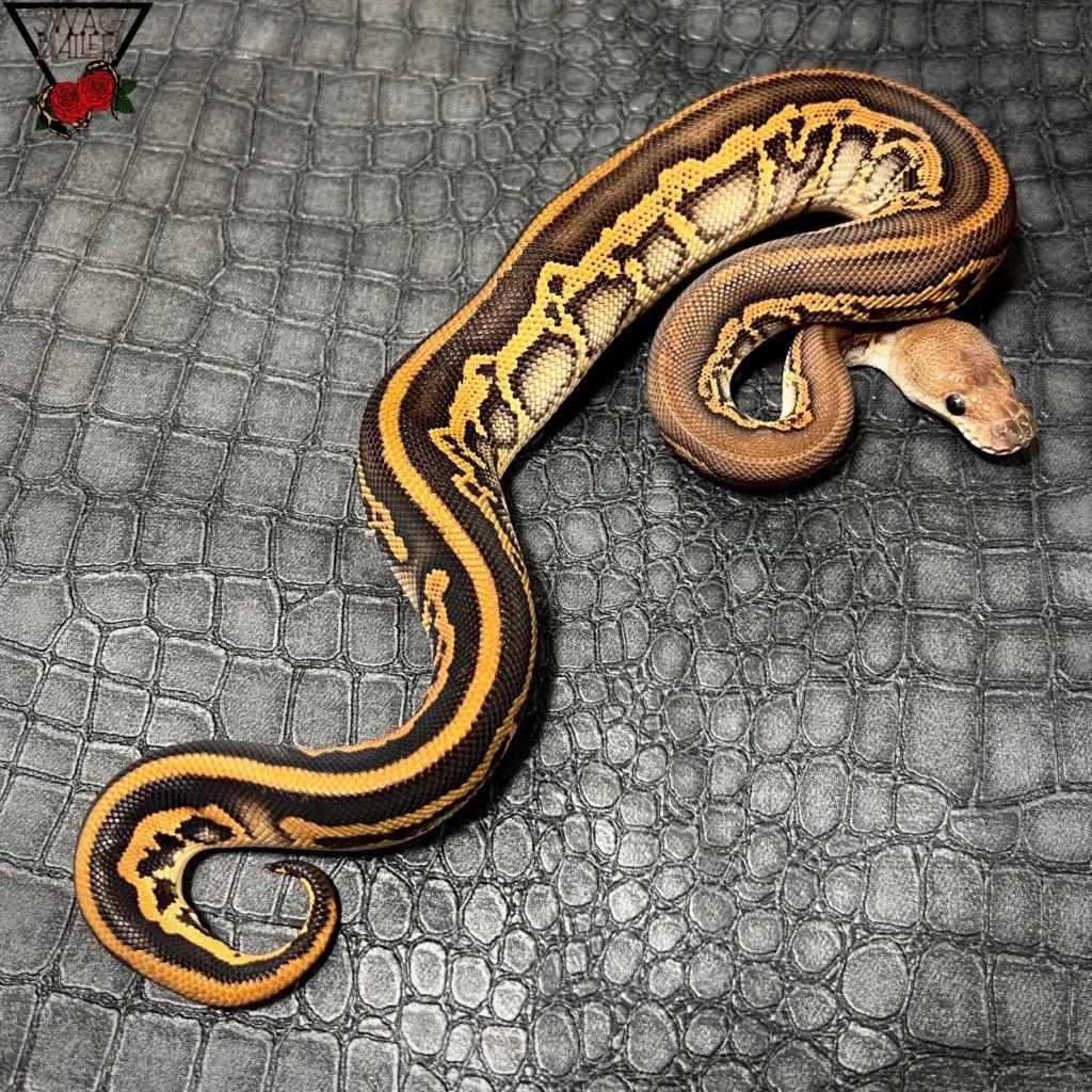 BH レオパード ファントム クラウン♂