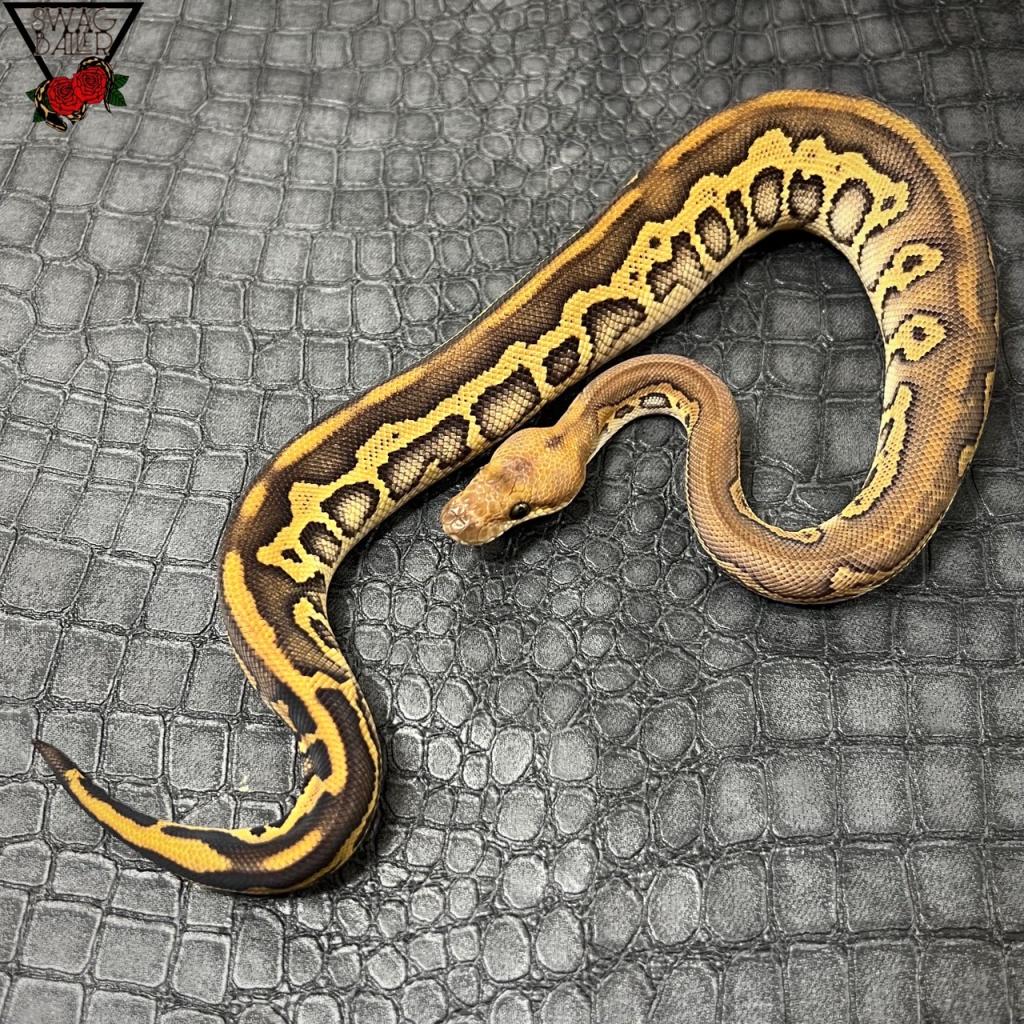 BH ファントム RS レオパード クラウン♂