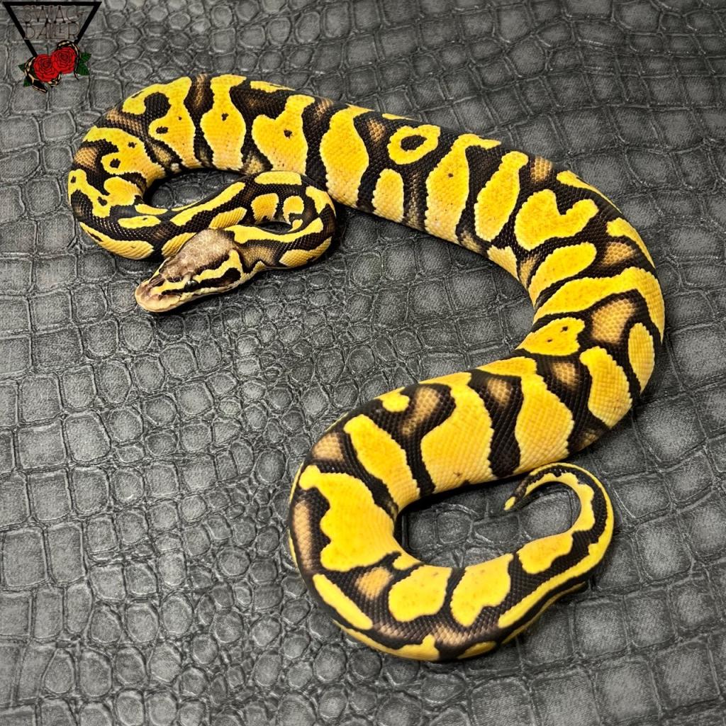 バーガンドパステル バニラ 66%hetクラウン♂