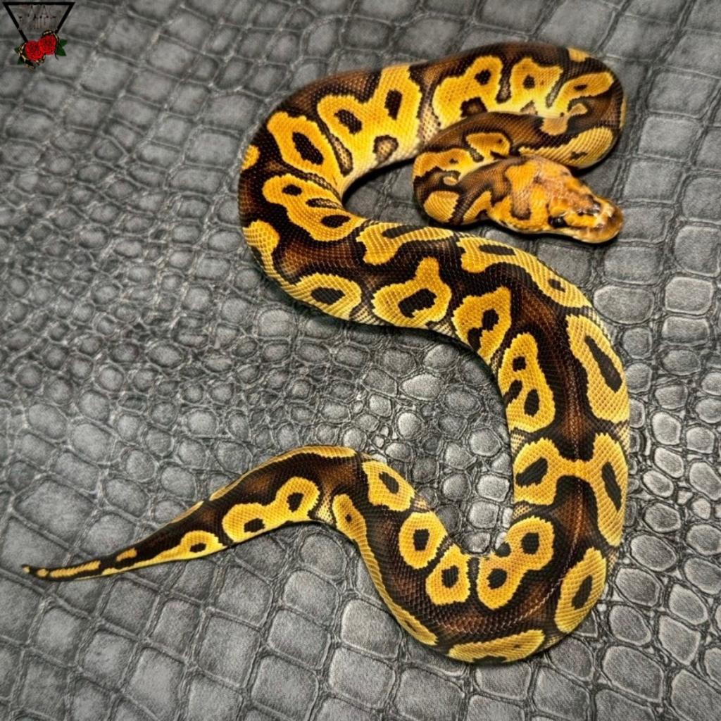 🌹クラウン +a ♀