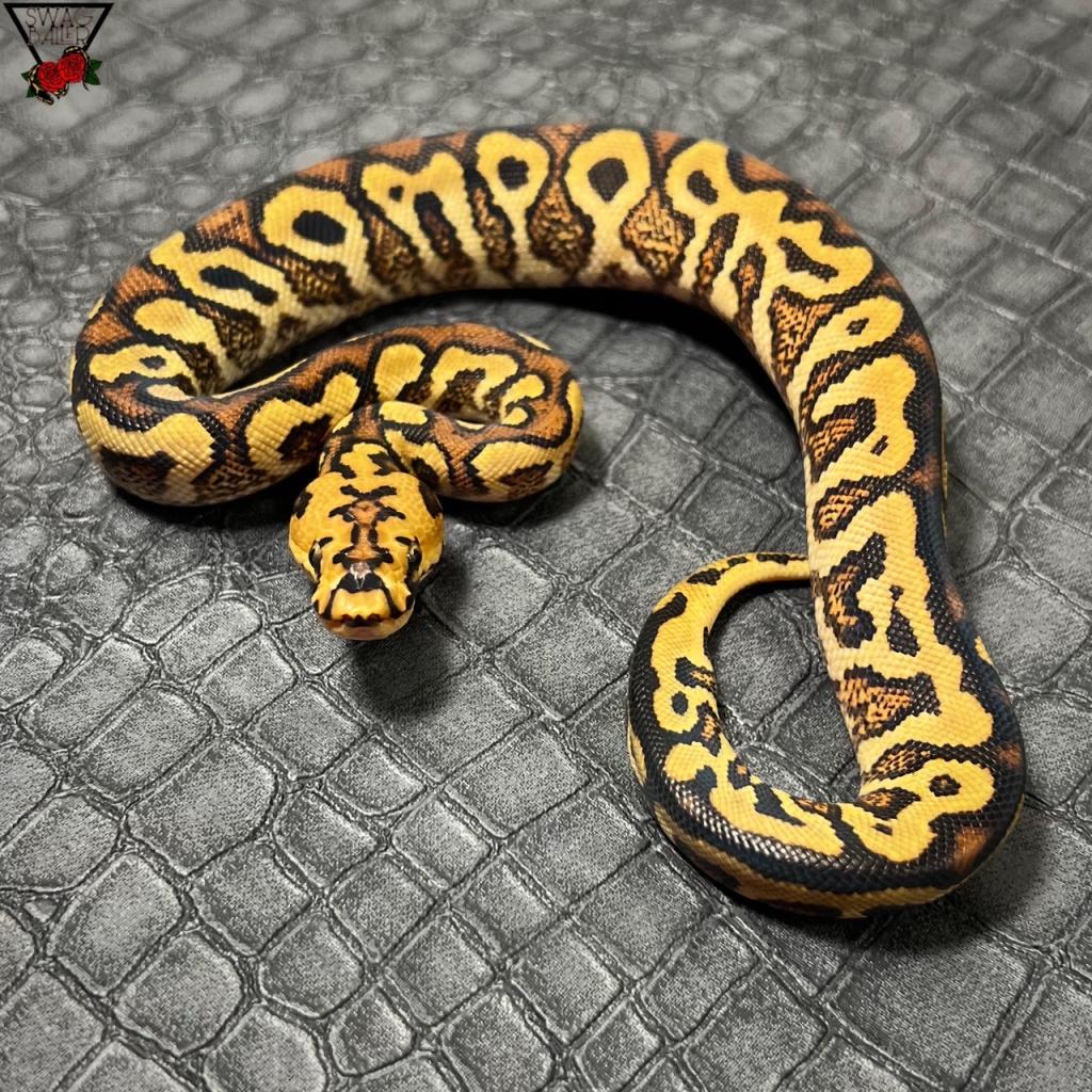 🌹RS SN YB クラウン♀