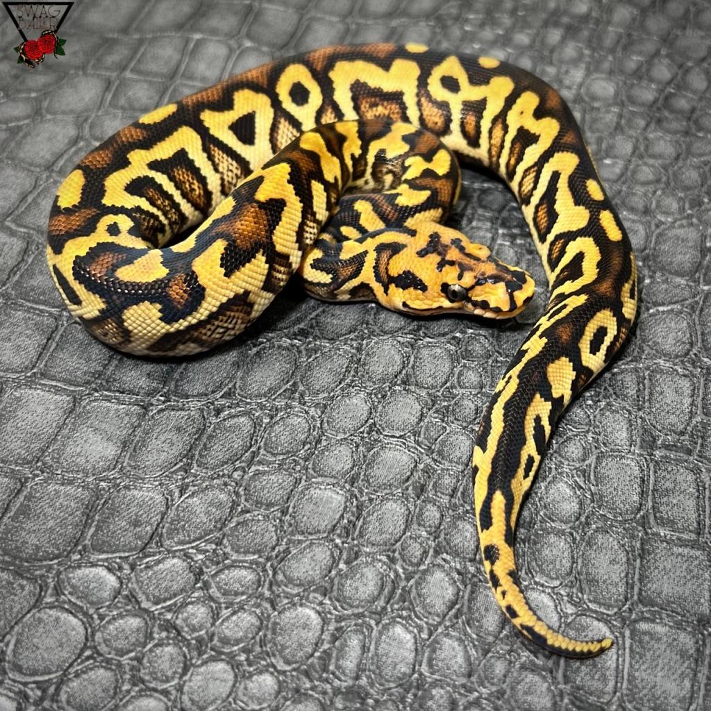 🌹RS SN YB クラウン♂