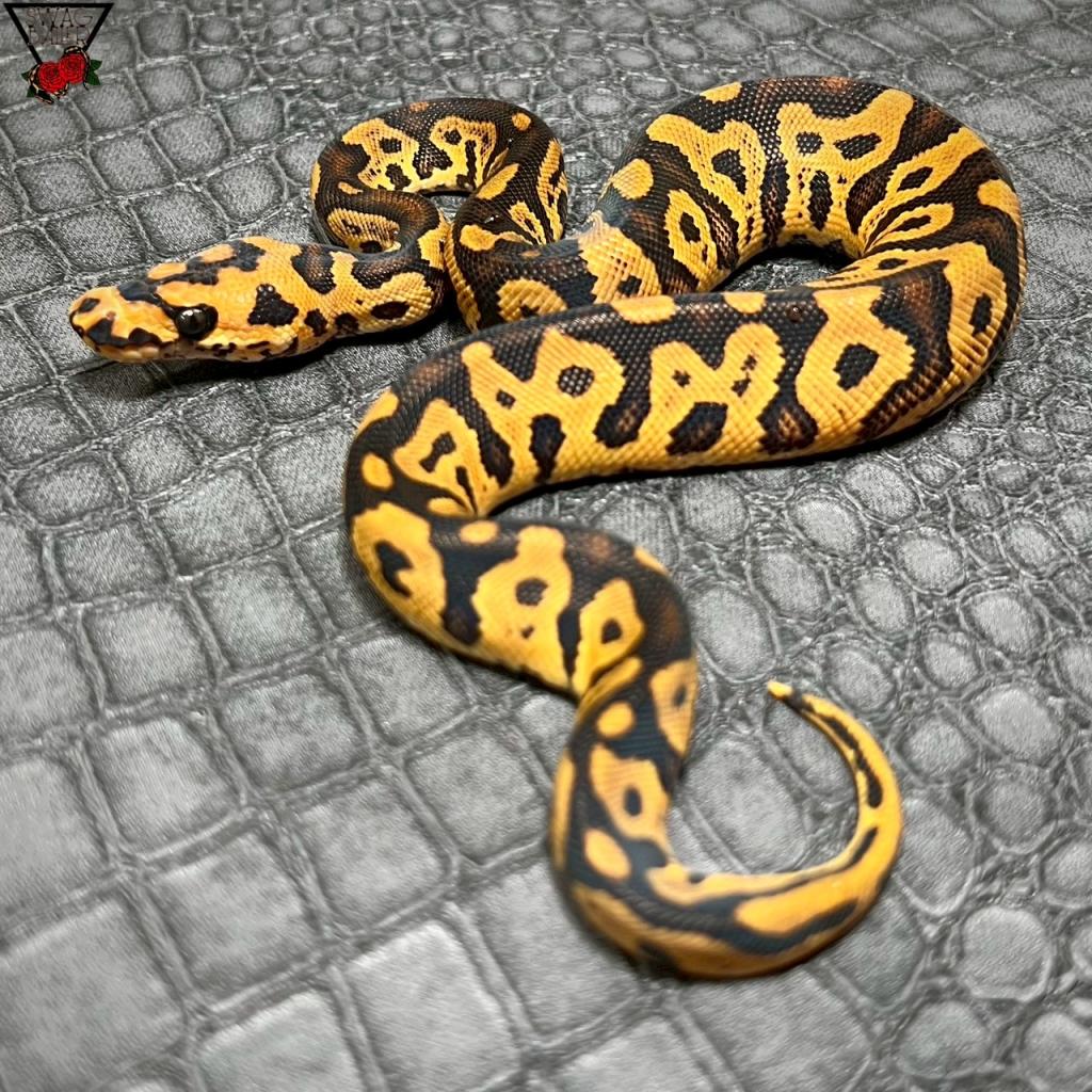 🌹コンフュージョン YB クラウン♂