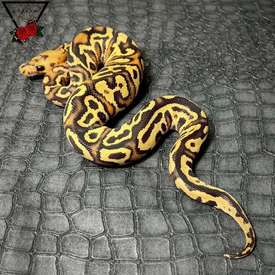 ファイア YB チョコレート SN クラウン possRS ♂